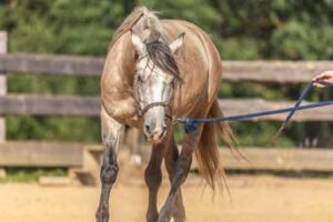 Natural horsemanship concept: Working with a horse on a longe ro