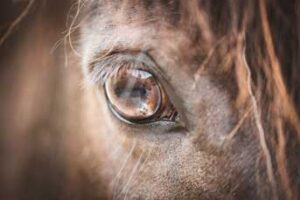 soulhorse-reitpädagogik2